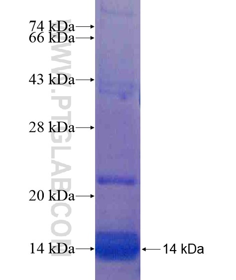 LY6H fusion protein Ag20762 SDS-PAGE