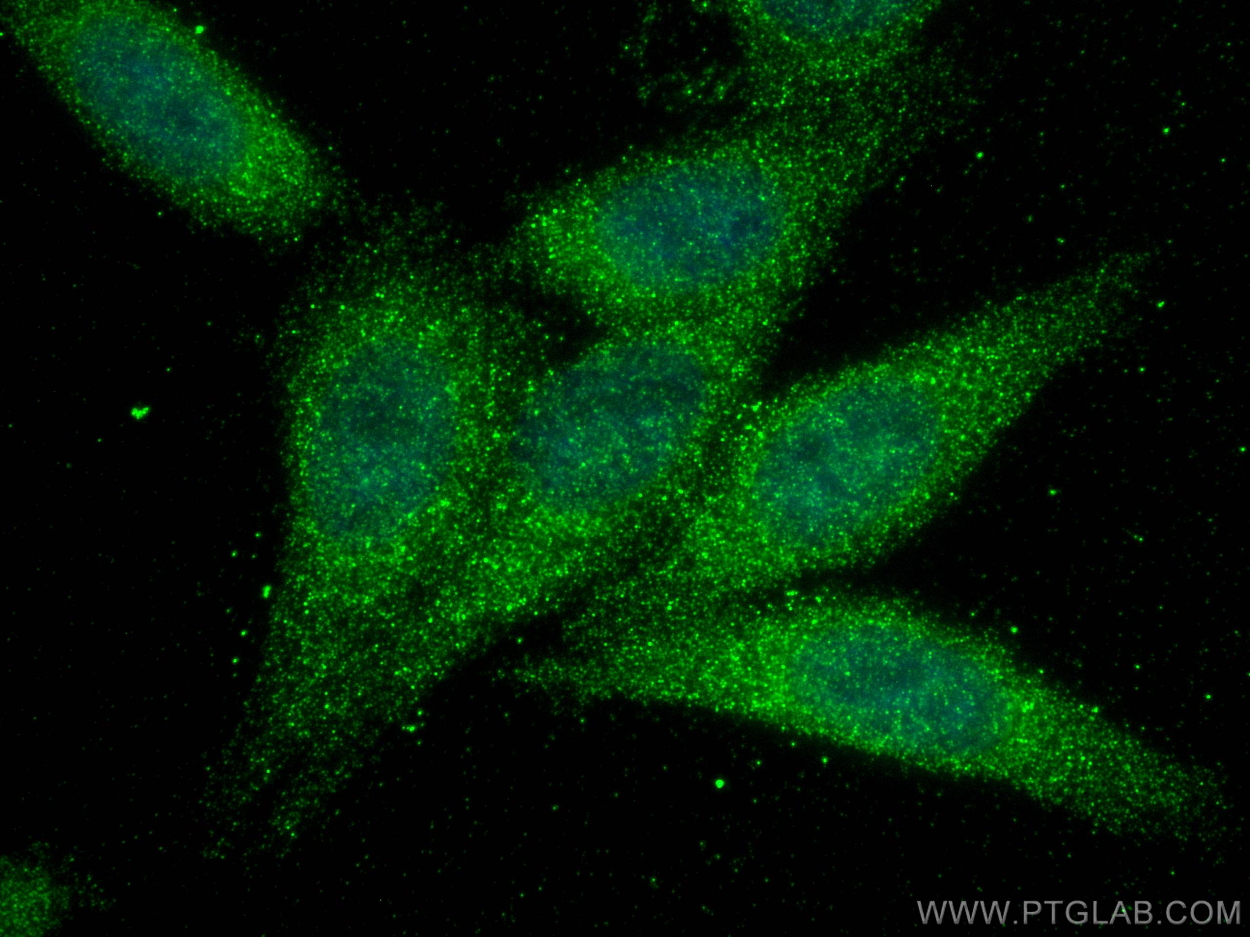 Immunofluorescence (IF) / fluorescent staining of HepG2 cells using LYN Monoclonal antibody (60211-1-Ig)