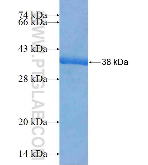 LYPD2 fusion protein Ag24986 SDS-PAGE