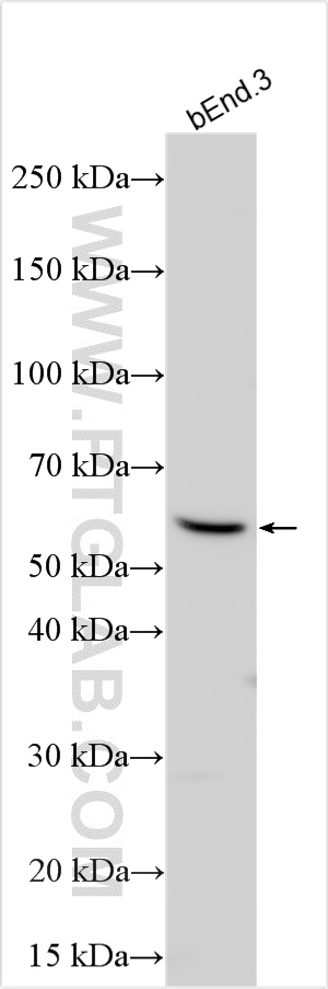 Western Blot (WB) analysis of various lysates using LYVE-1 Polyclonal antibody (32649-1-AP)