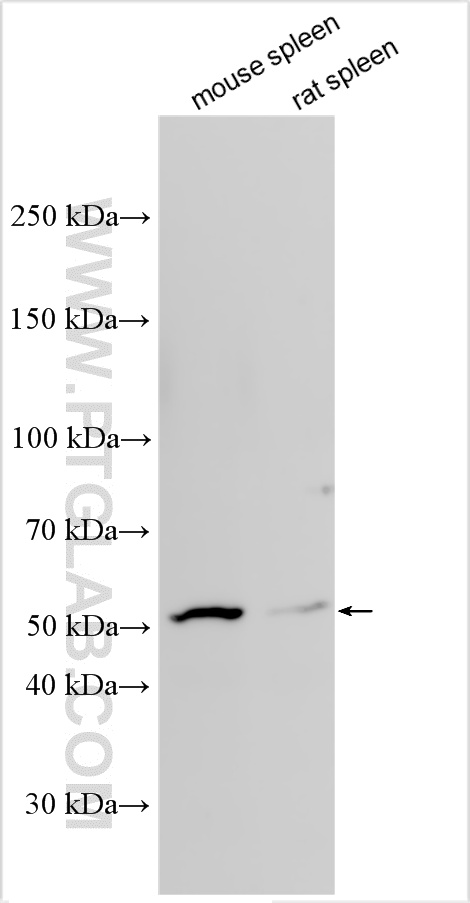 Western Blot (WB) analysis of various lysates using LYVE-1 Polyclonal antibody (32649-1-AP)