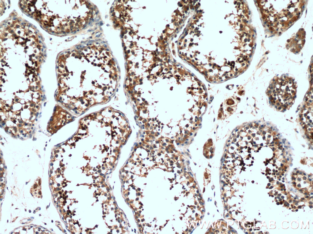 Immunohistochemistry (IHC) staining of human testis tissue using LYZL1 Polyclonal antibody (17207-1-AP)