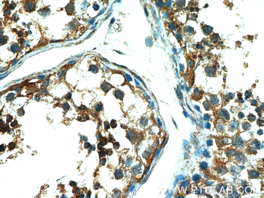 Immunohistochemistry (IHC) staining of human testis tissue using LYZL1 Polyclonal antibody (17207-1-AP)