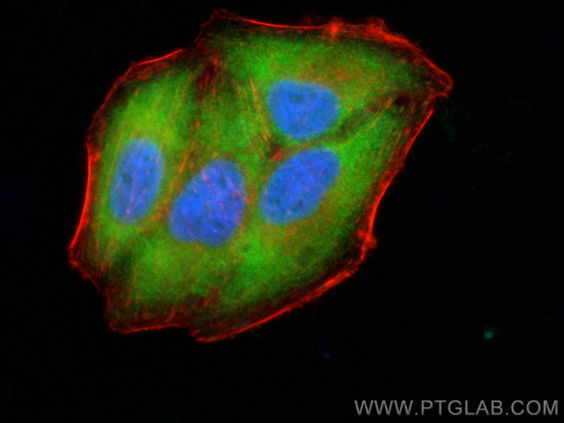 Immunofluorescence (IF) / fluorescent staining of HepG2 cells using CoraLite® Plus 488-conjugated LZTFL1 Polyclonal an (CL488-17073)