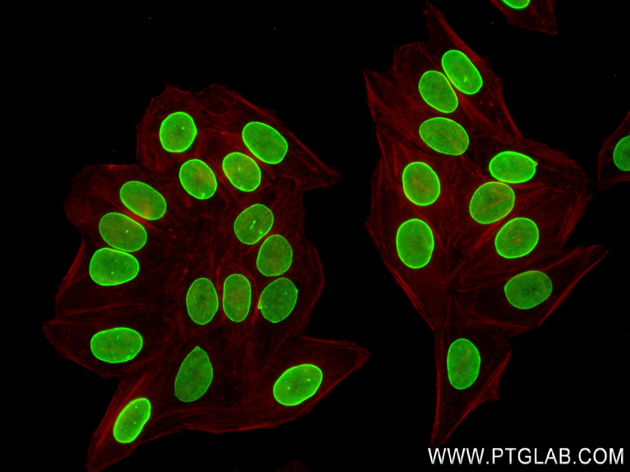 Immunofluorescence (IF) / fluorescent staining of HepG2 cells using Lamin B1 Recombinant antibody (80906-1-RR)