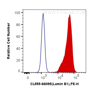 Flow cytometry (FC) experiment of HeLa cells using CoraLite®555-conjugated Lamin B1 Monoclonal antibo (CL555-66095)