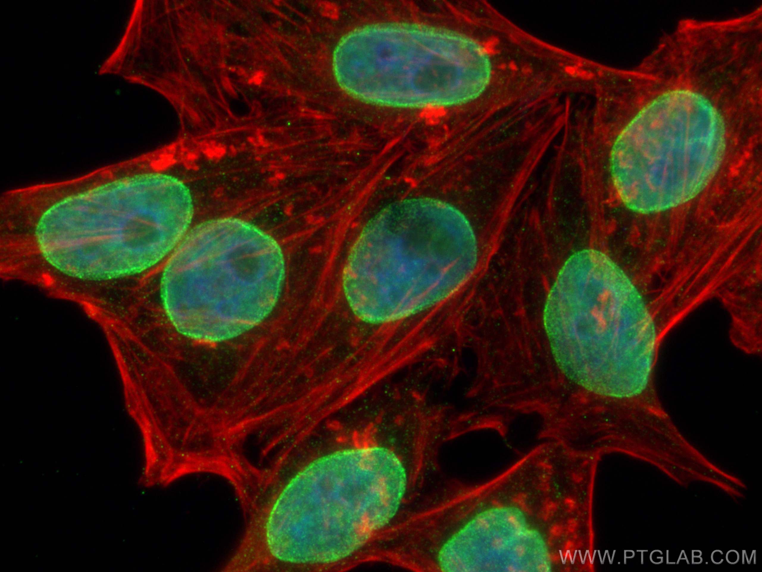 Immunofluorescence (IF) / fluorescent staining of HepG2 cells using Lamin B2 Monoclonal antibody (68475-1-Ig)