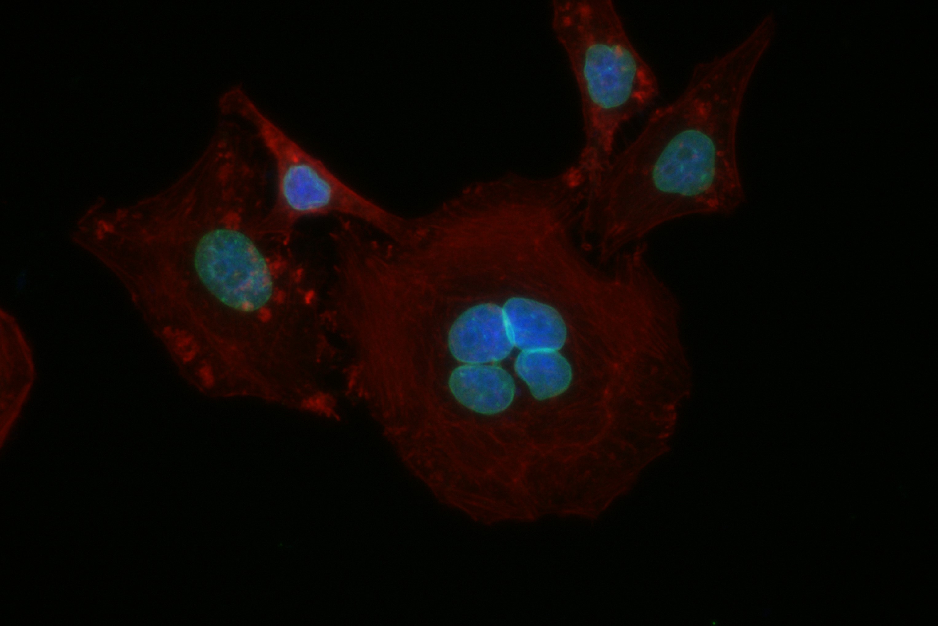 Immunofluorescence (IF) / fluorescent staining of HepG2 cells using Lamin B2 Recombinant antibody (82801-2-RR)