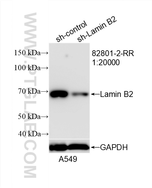Western Blot (WB) analysis of A549 cells using Lamin B2 Recombinant antibody (82801-2-RR)
