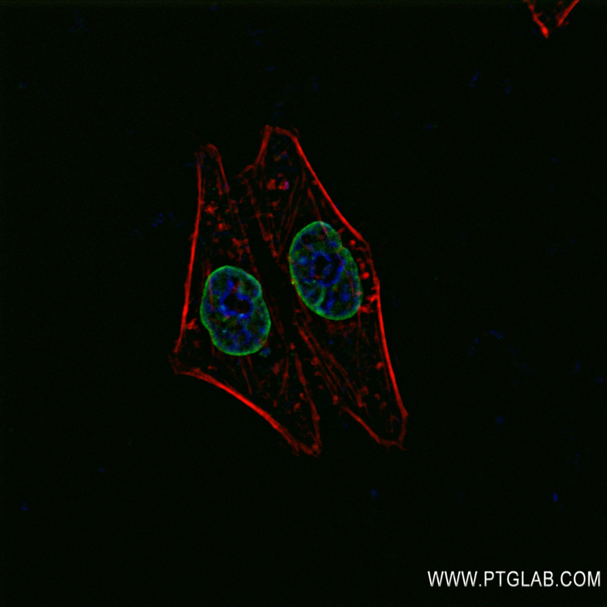 Immunofluorescence (IF) / fluorescent staining of HepG2 cells using human Lamin B2 Recombinant antibody (82801-4-RR)