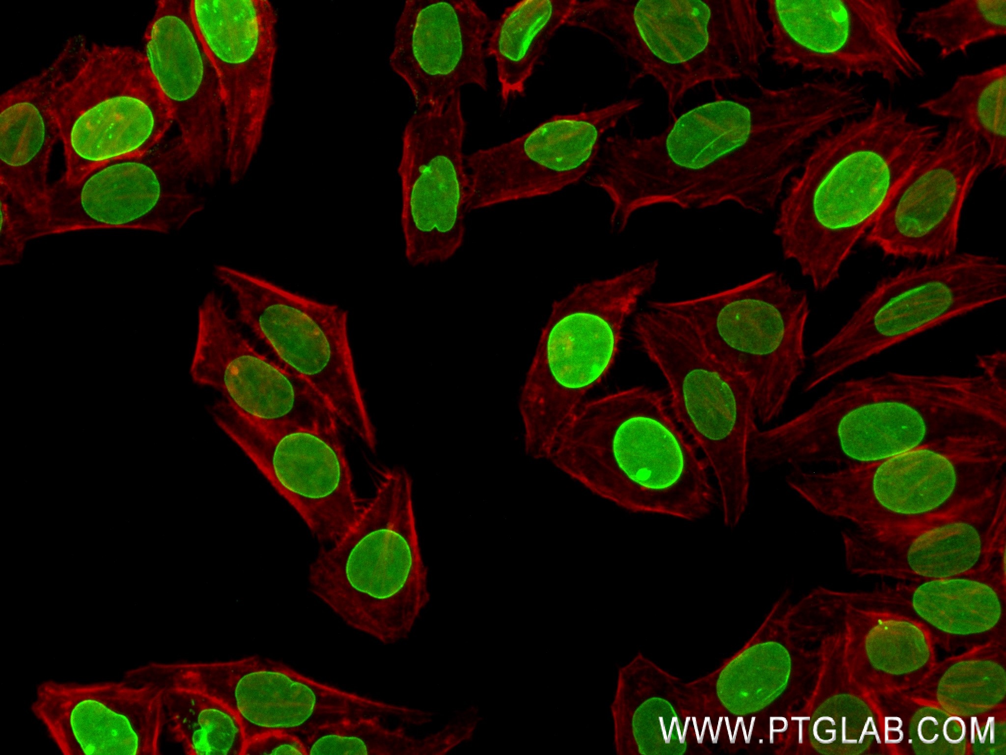 Immunofluorescence (IF) / fluorescent staining of HepG2 cells using Lamin B2 Recombinant antibody (82801-4-RR)