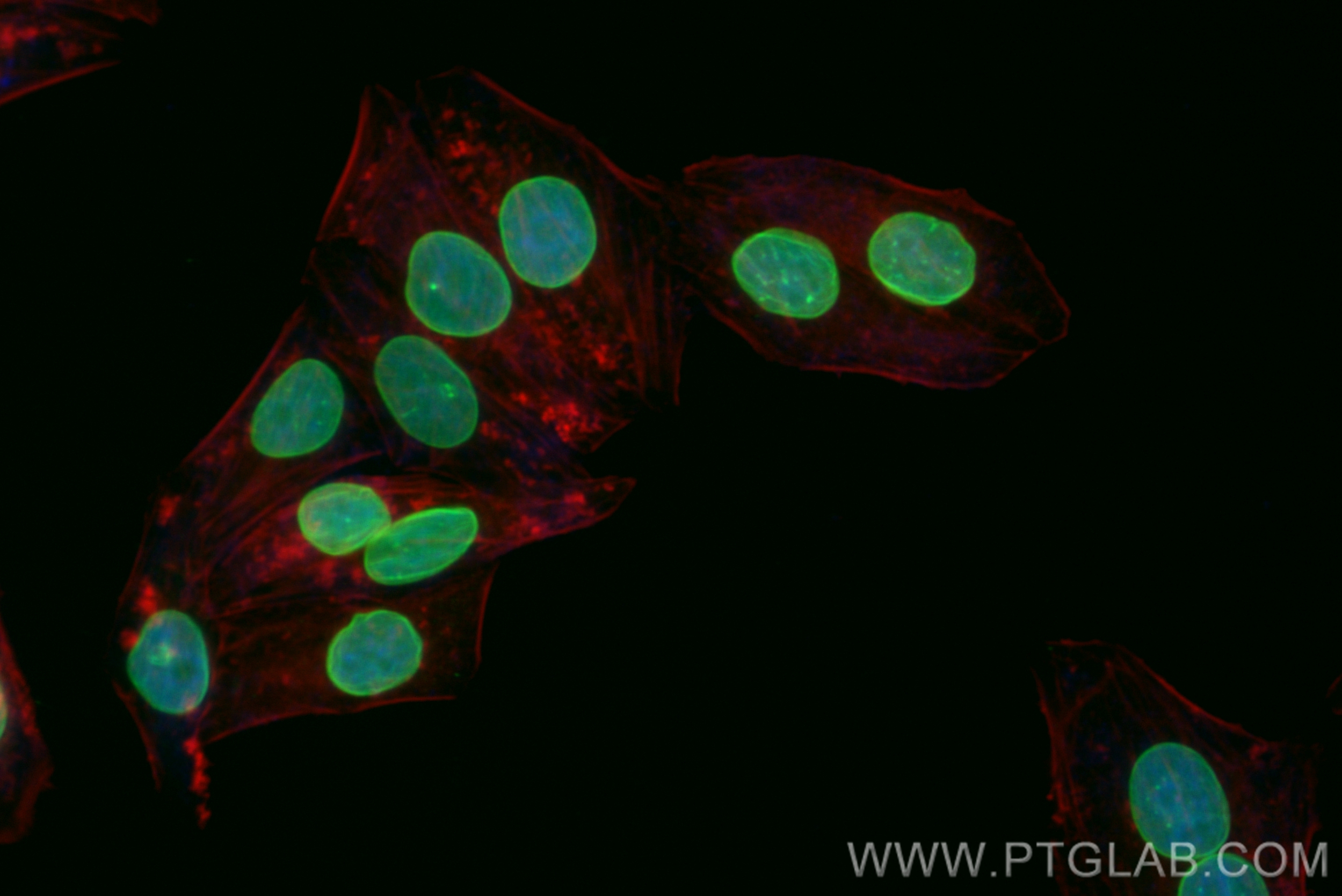 Immunofluorescence (IF) / fluorescent staining of HepG2 cells using CoraLite® Plus 488-conjugated Lamin B2 Recombinant (CL488-82801-3)