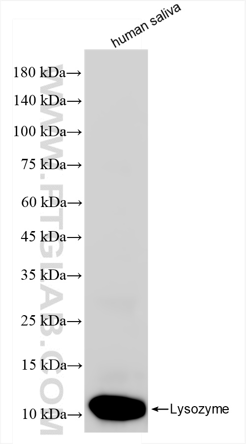 Lysozyme