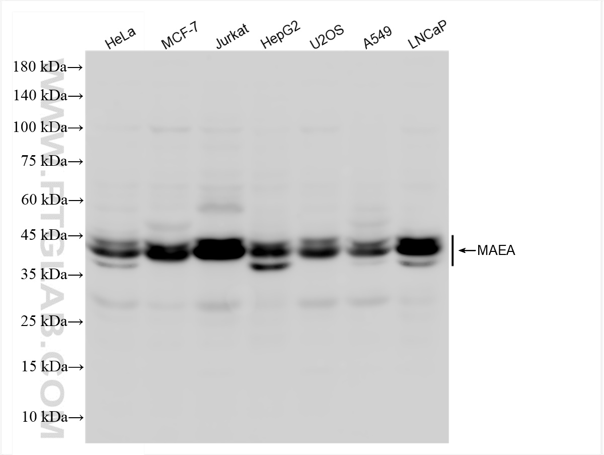 Western Blot (WB) analysis of various lysates using MAEA Recombinant antibody (83267-2-RR)