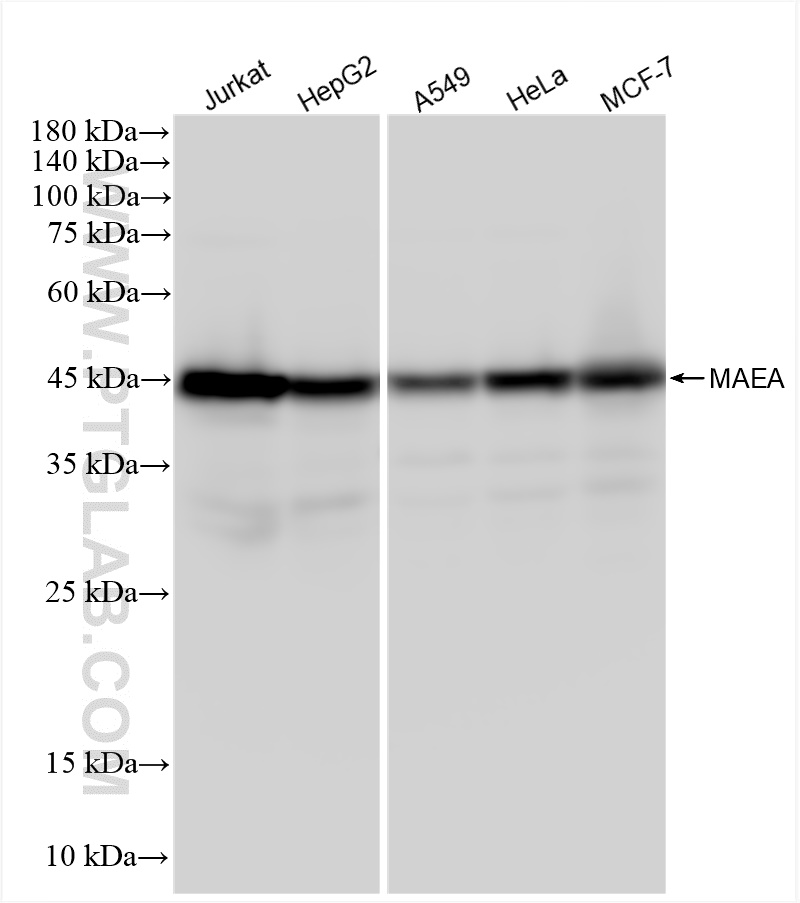 Western Blot (WB) analysis of various lysates using MAEA Recombinant antibody (83267-4-RR)