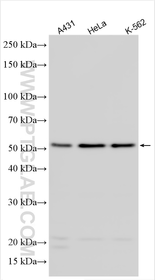 Western Blot (WB) analysis of various lysates using MAF Polyclonal antibody (55013-1-AP)