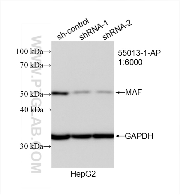 Western Blot (WB) analysis of HepG2 cells using MAF Polyclonal antibody (55013-1-AP)