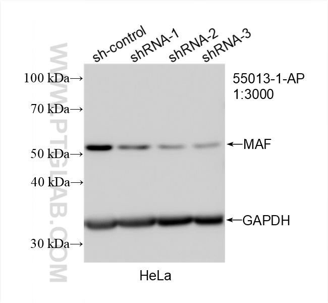 Western Blot (WB) analysis of HeLa cells using MAF Polyclonal antibody (55013-1-AP)