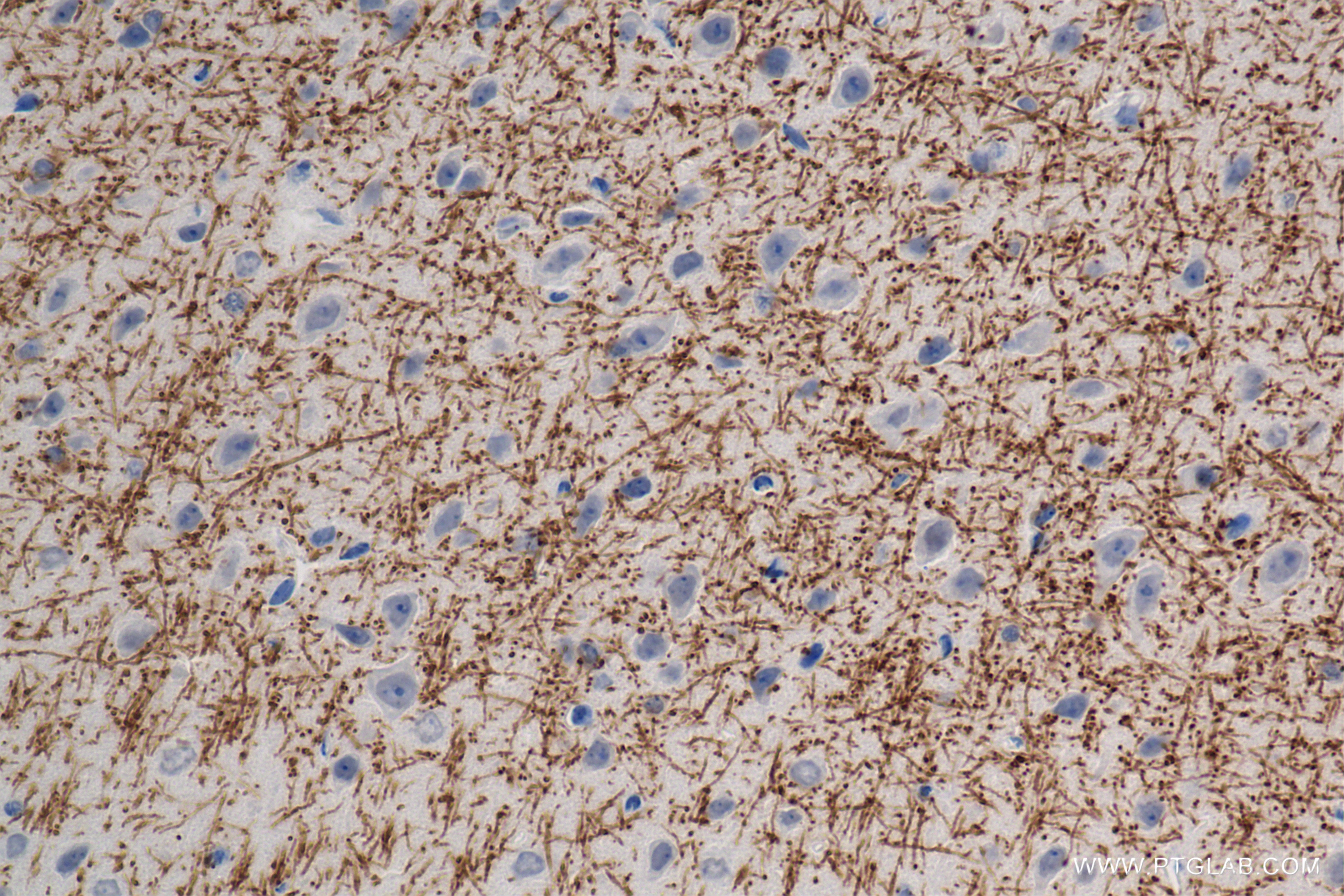 Immunohistochemistry (IHC) staining of mouse brain tissue using MAG Recombinant antibody (86097-1-RR)