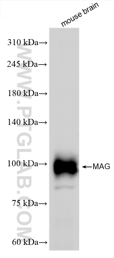Western Blot (WB) analysis of mouse brain tissue using MAG Recombinant antibody (86097-1-RR)