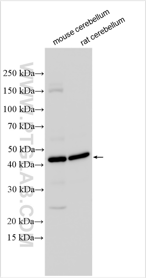 Western Blot (WB) analysis of various lysates using MAGT1 Polyclonal antibody (17430-1-AP)