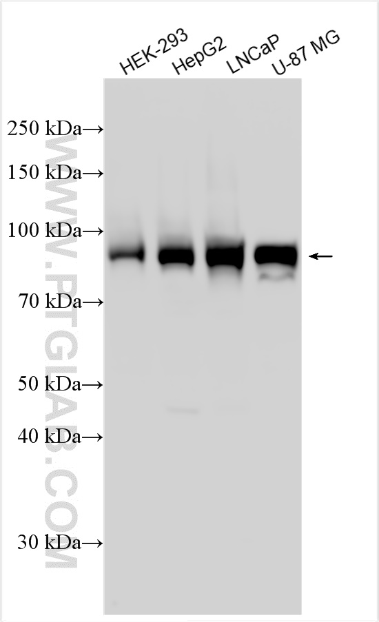 Western Blot (WB) analysis of various lysates using MAN1B1 Polyclonal antibody (15243-1-AP)