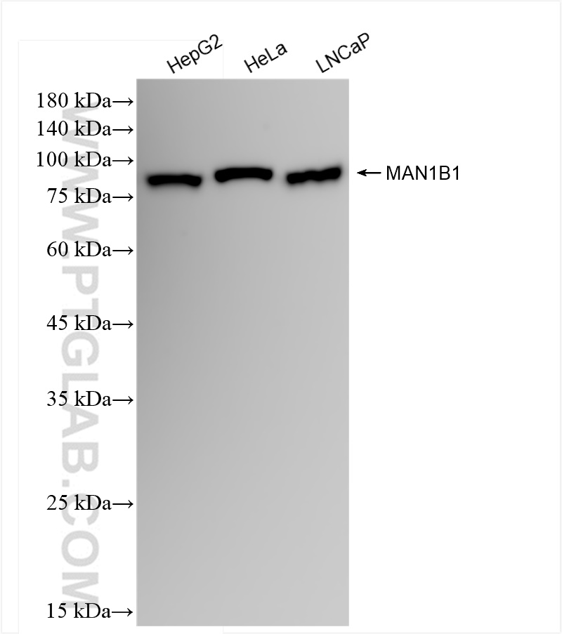 Western Blot (WB) analysis of various lysates using MAN1B1 Recombinant antibody (84588-1-RR)