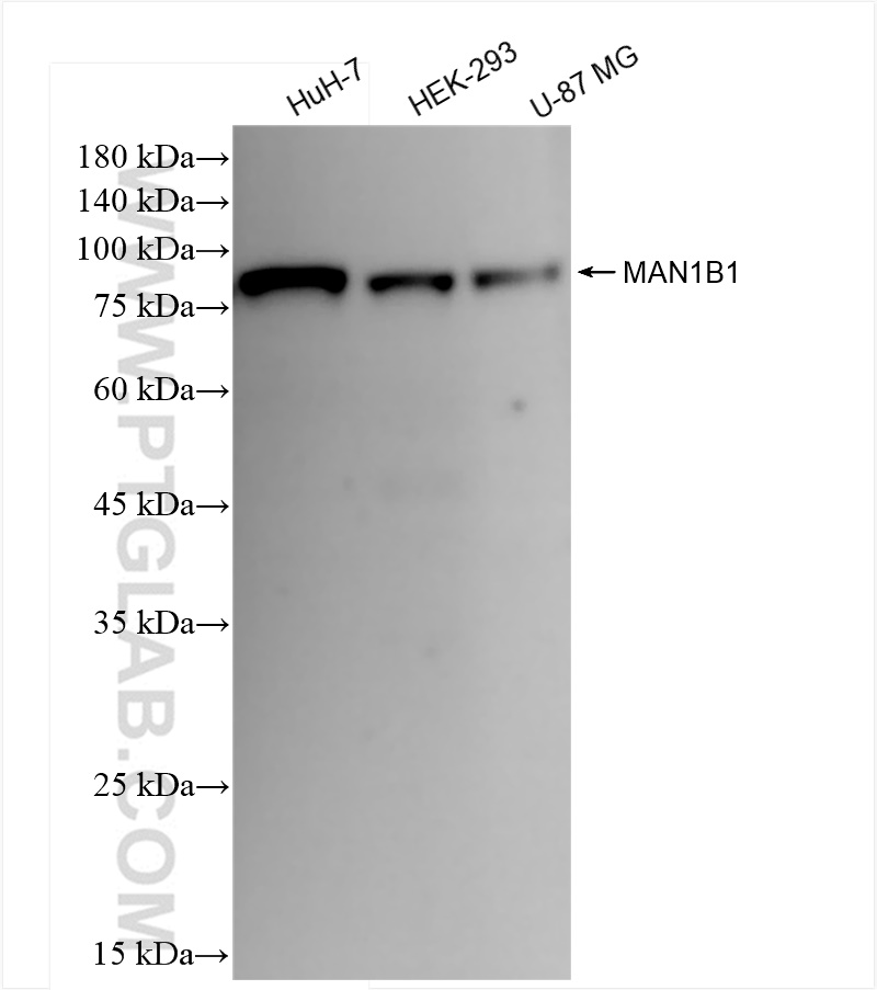 Western Blot (WB) analysis of various lysates using MAN1B1 Recombinant antibody (84588-1-RR)