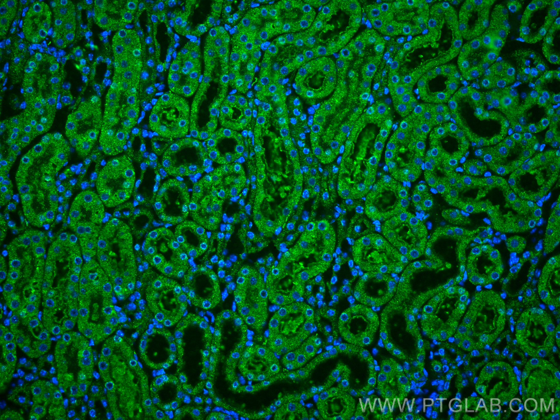 Immunofluorescence (IF) / fluorescent staining of mouse kidney tissue using MAOB Monoclonal antibody (66107-1-Ig)