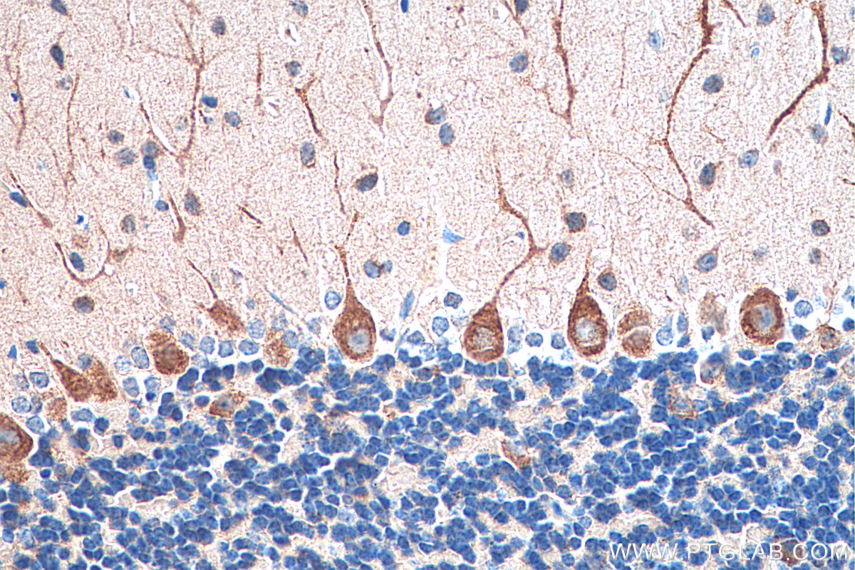 Immunohistochemistry (IHC) staining of mouse cerebellum tissue using MAP1A Polyclonal antibody (55062-1-AP)