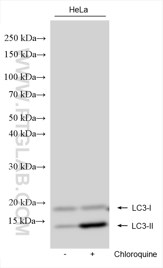 Western Blot (WB) analysis of various lysates using LC3 Polyclonal antibody (14600-1-AP)