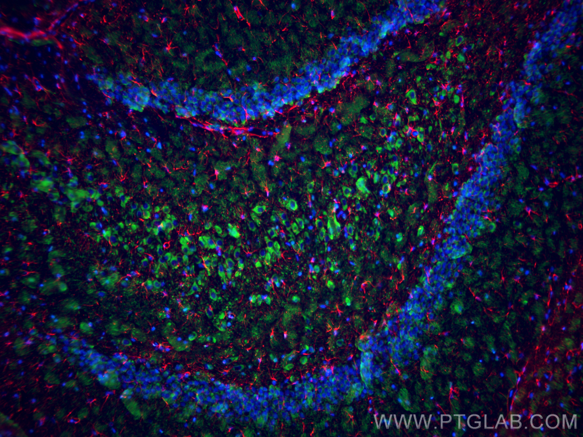 Immunofluorescence (IF) / fluorescent staining of rat brain tissue using MAP2 Recombinant antibody (84306-4-RR)