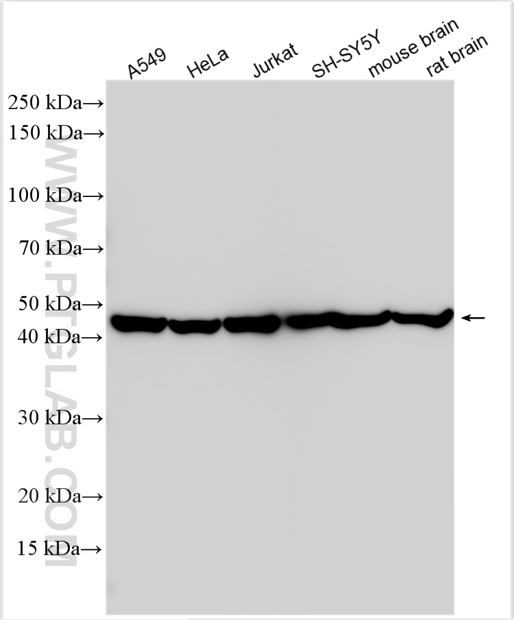 Western Blot (WB) analysis of various lysates using MEK1/2 Polyclonal antibody (11049-1-AP)