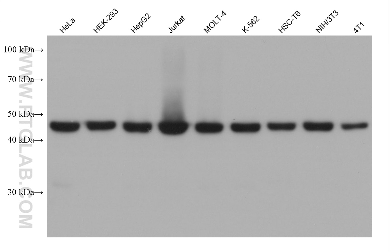 Western Blot (WB) analysis of various lysates using MEK1/2 Monoclonal antibody (67410-1-Ig)