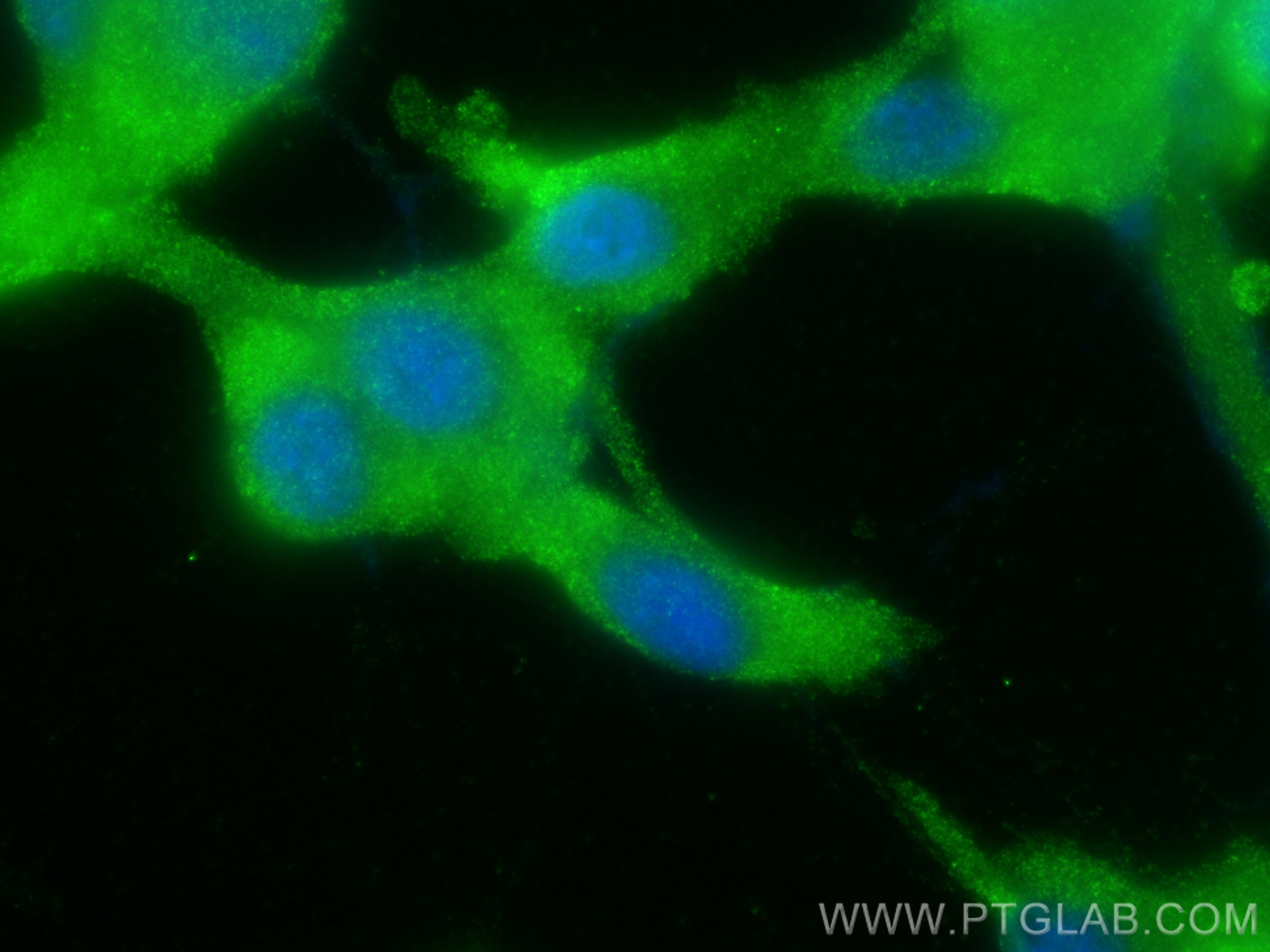 Immunofluorescence (IF) / fluorescent staining of U-87 MG cells using MAP4K3 Polyclonal antibody (30716-1-AP)