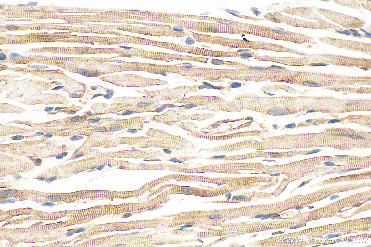 Immunohistochemistry (IHC) staining of mouse heart tissue using MAP7D1 Polyclonal antibody (20788-1-AP)