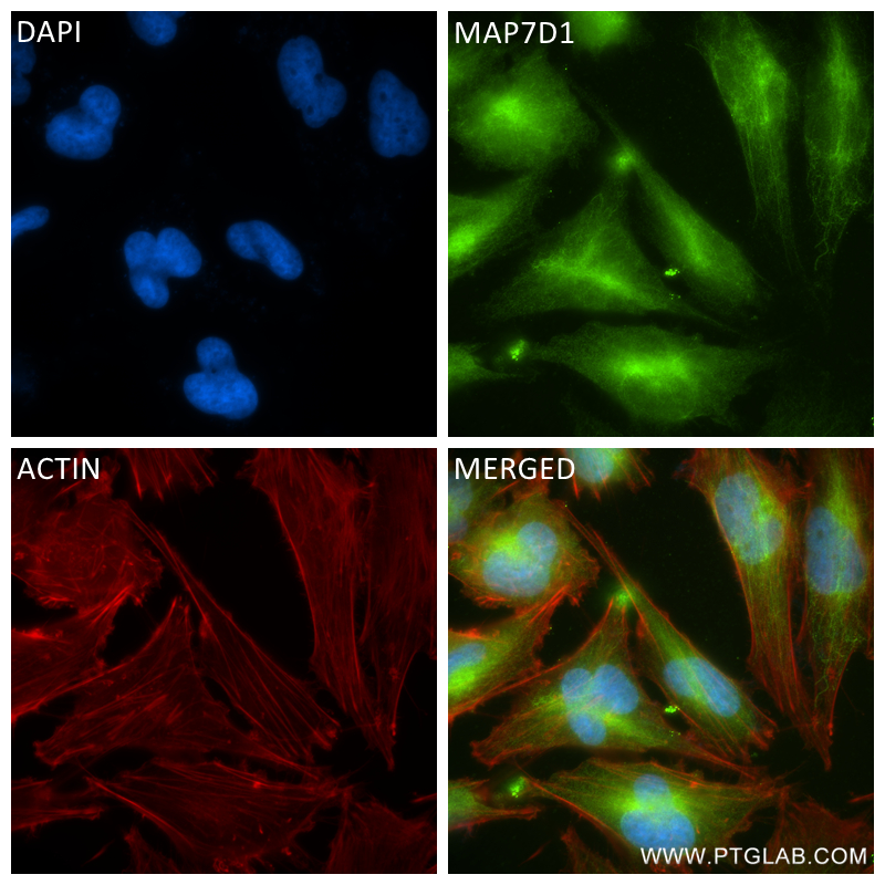 Immunofluorescence (IF) / fluorescent staining of U-251 cells using MAP7D1 Recombinant antibody (83173-1-RR)