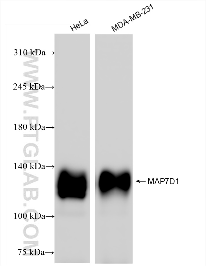 Western Blot (WB) analysis of various lysates using MAP7D1 Recombinant antibody (83173-1-RR)