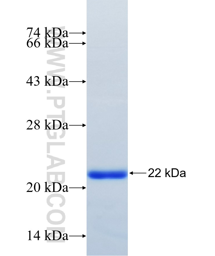 MAPKAPK2 fusion protein Ag34196 SDS-PAGE