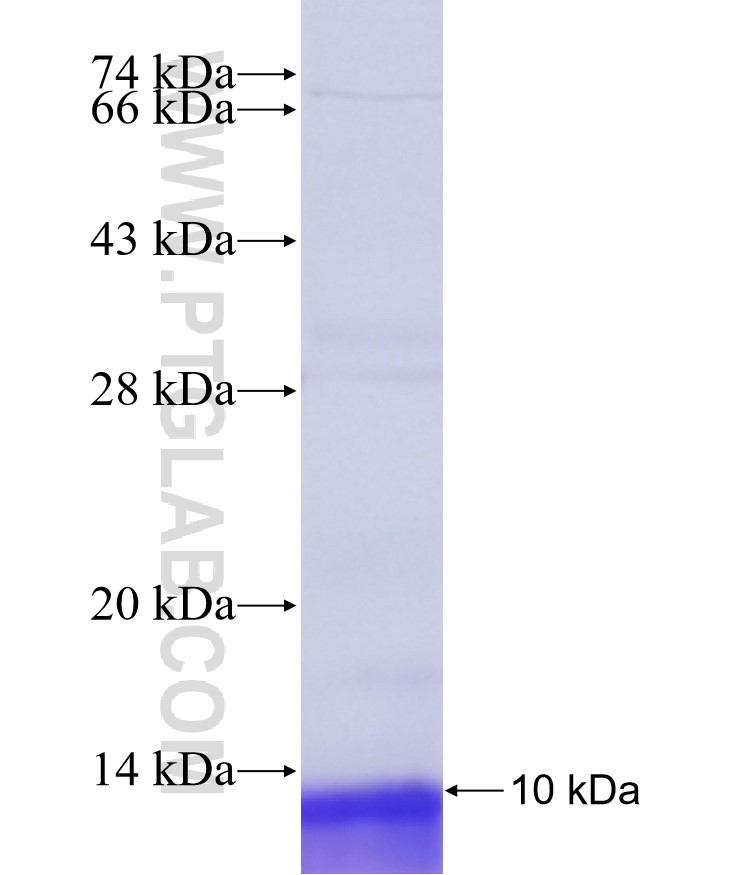 MAPT fusion protein Ag35469 SDS-PAGE