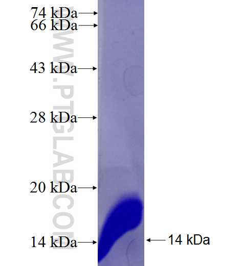 MARCH9 fusion protein Ag26607 SDS-PAGE