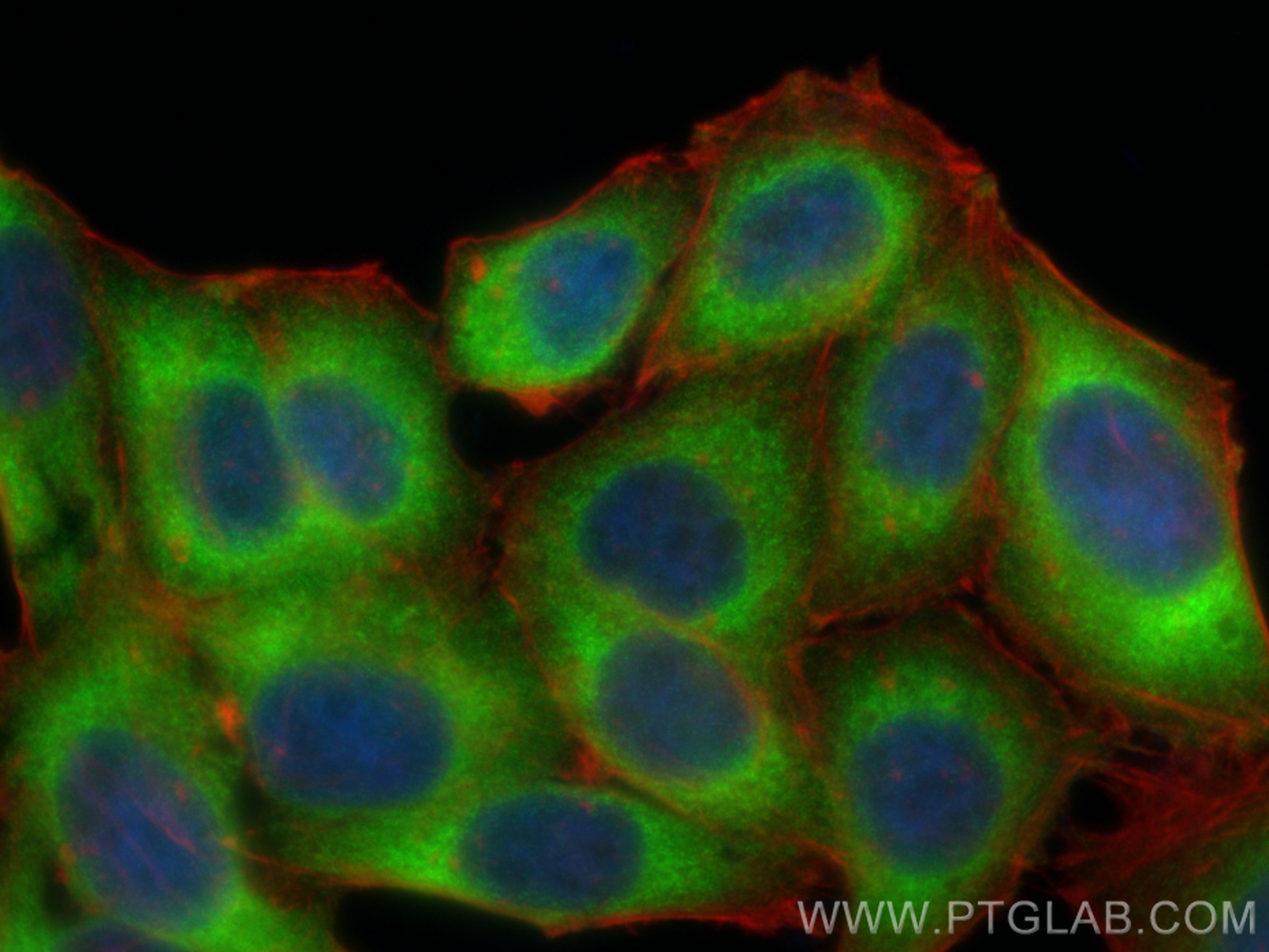 Immunofluorescence (IF) / fluorescent staining of HepG2 cells using CoraLite® Plus 488-conjugated MARS Recombinant ant (CL488-83690-4)