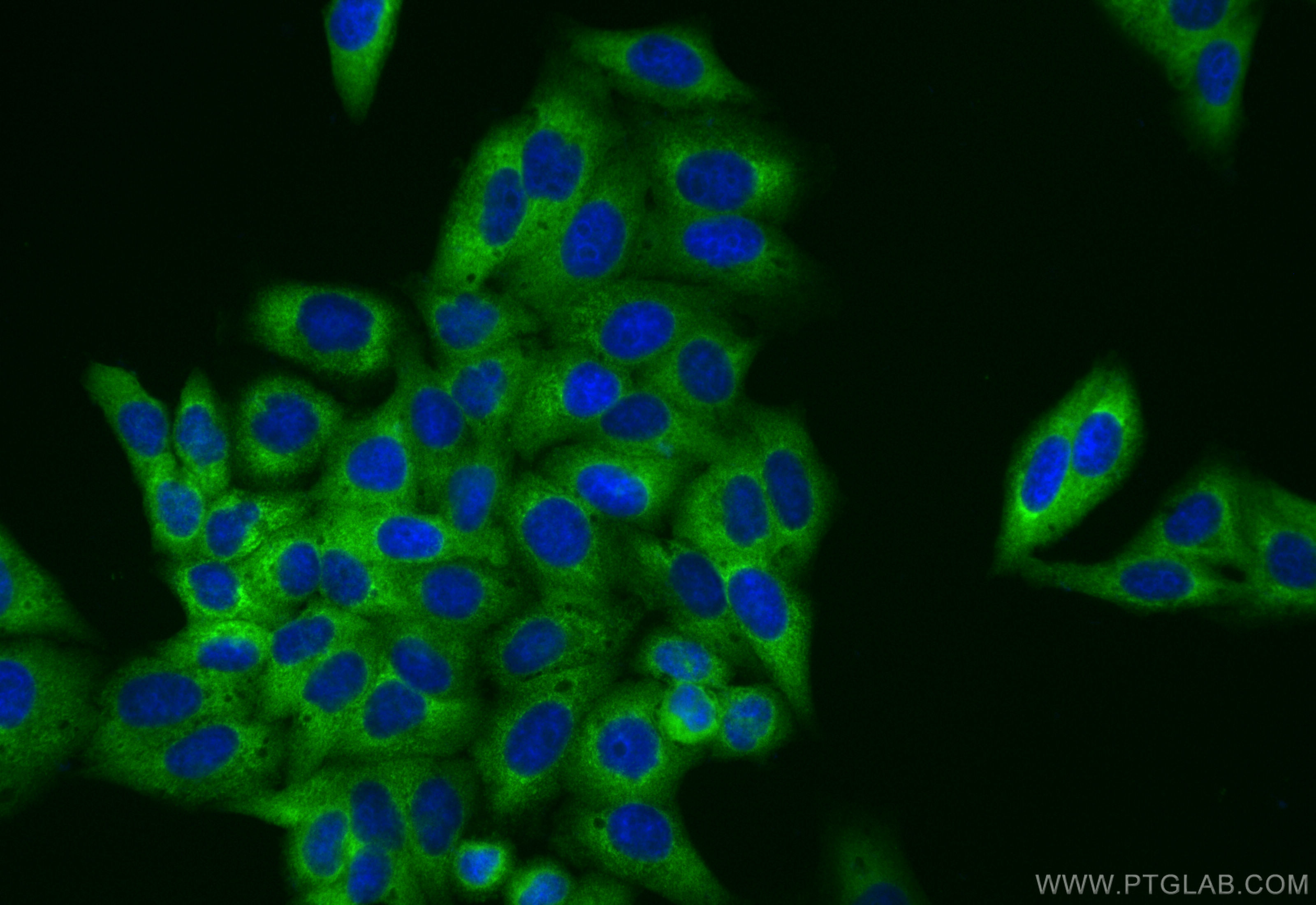 Immunofluorescence (IF) / fluorescent staining of HepG2 cells using CoraLite® Plus 488-conjugated MARS Recombinant ant (CL488-83690-5)