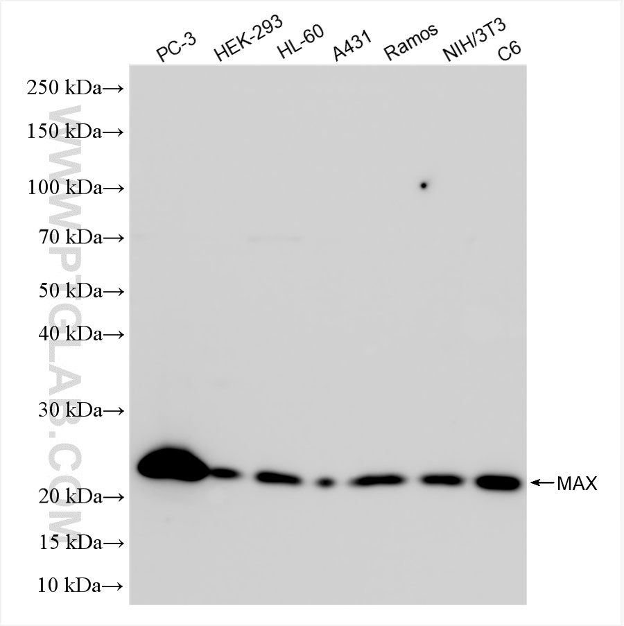 Western Blot (WB) analysis of various lysates using MAX Recombinant antibody (82958-6-RR)