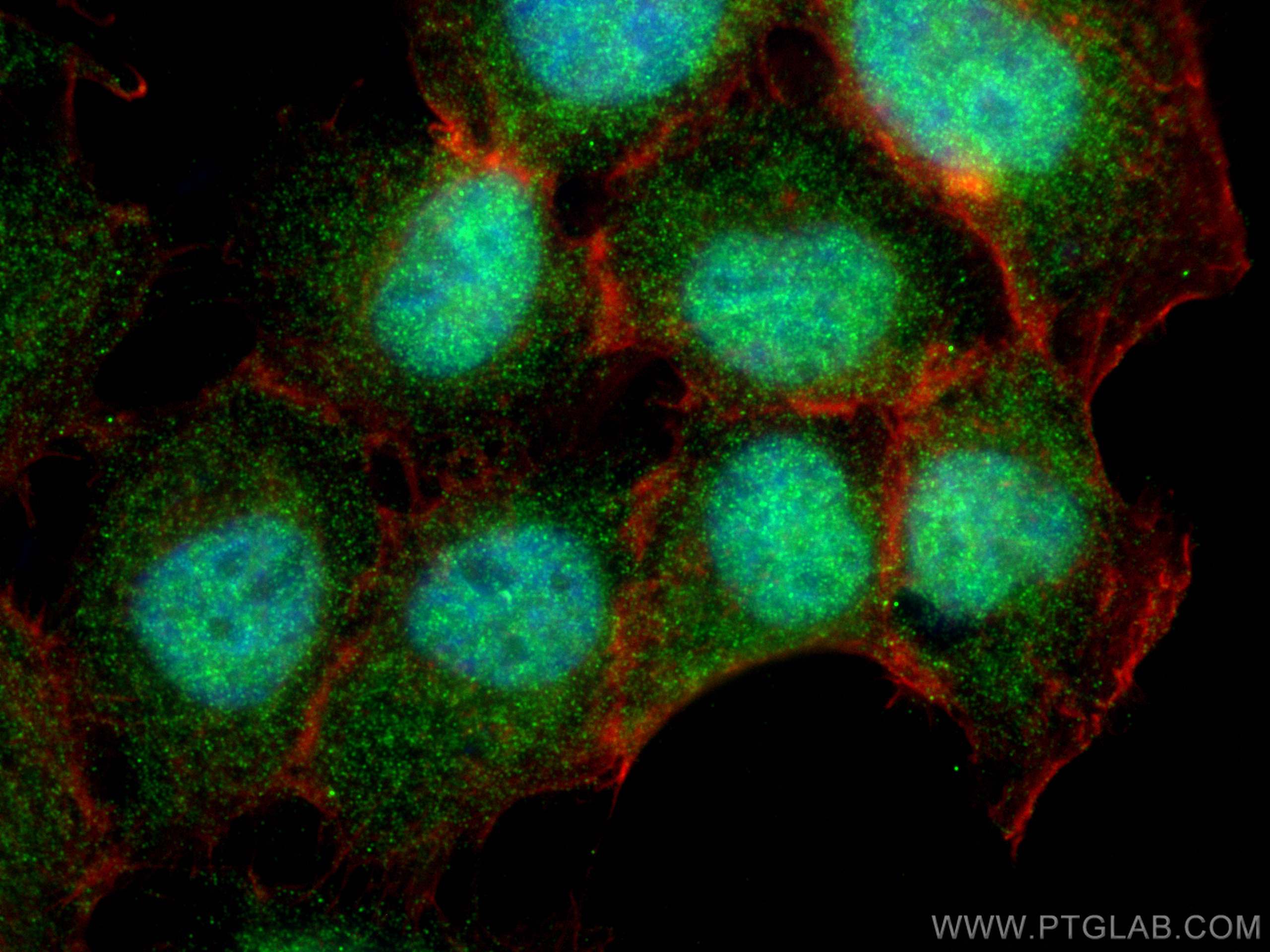 Immunofluorescence (IF) / fluorescent staining of A431 cells using MAZ Polyclonal antibody (21068-1-AP)