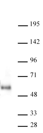 MAZ antibody (mAb) tested by Western Blot. 20 ug MCF7 cell nuclear extract was run on SDS-PAGE, and probed with 2 ug/ml MAZ antibody. MW: 55 kDa