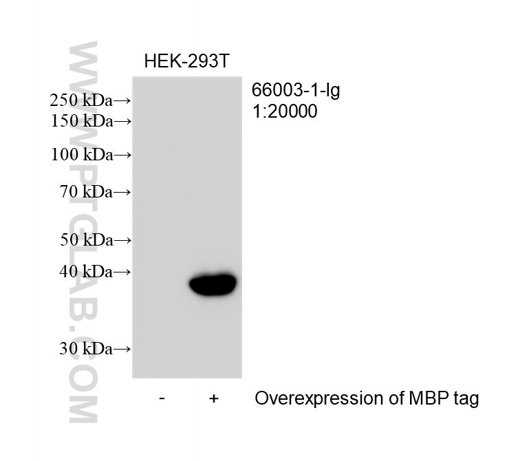 Western Blot (WB) analysis of transfected HEK-293T cells using MBP tag Monoclonal antibody (66003-1-Ig)
