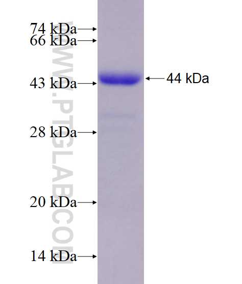 MCC fusion protein Ag28644 SDS-PAGE