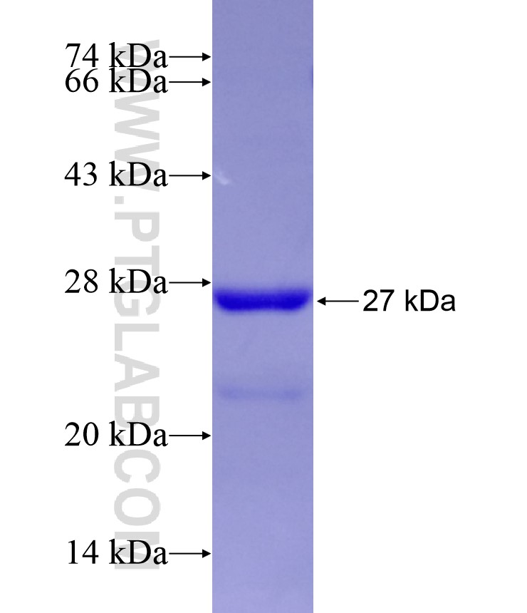 MCEE fusion protein Ag29435 SDS-PAGE