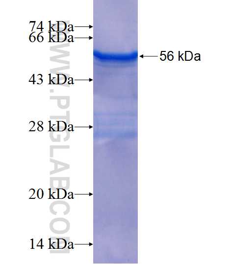 MCF2L fusion protein Ag25906 SDS-PAGE